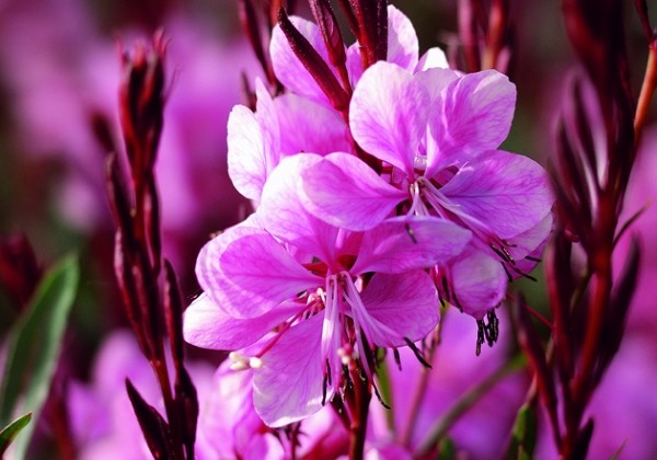 Gaura lindheimeri Lillipop Pink