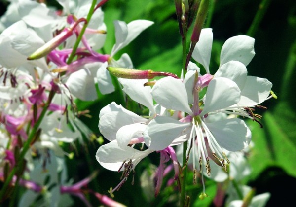Gaura lindheimeri Karalee White