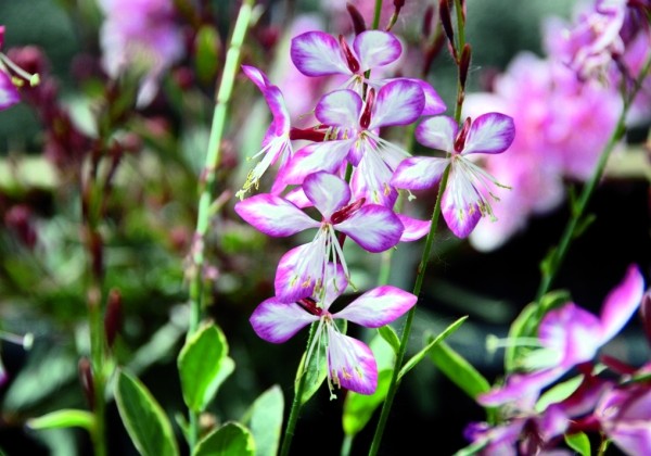 Gaura lindheimeri Freefolk Rosy