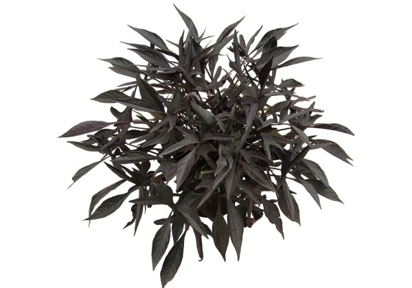 Ipomoea batatas Illusion Midnight Lace