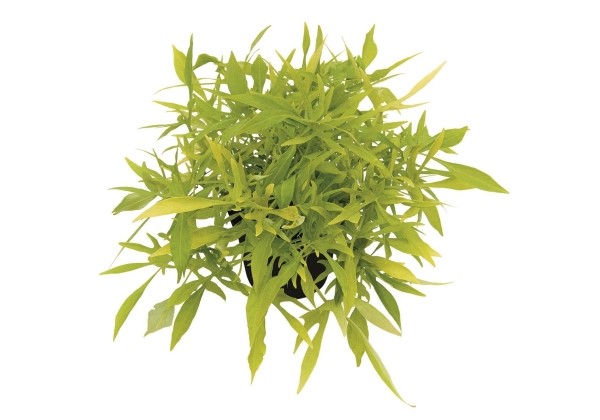 Ipomoea batatas Illusion Emerald Lace
