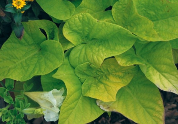 Ipomoea batatas Terrace Lime