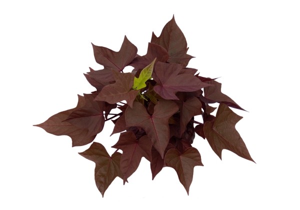 Ipomoea batatas Sweet Caroline Copper