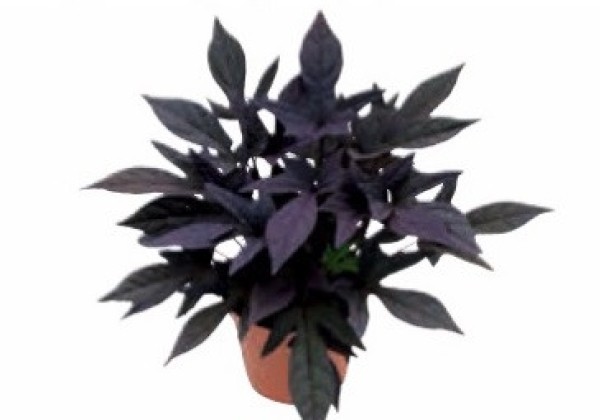 Ipomoea batatas Sweet Caroline Purple