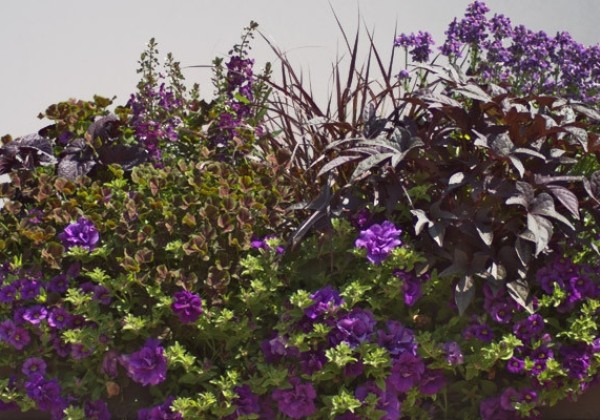 Ipomoea batatas Sweet Caroline Purple