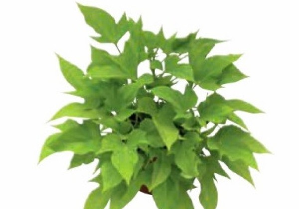 Ipomoea batatas Sweet Caroline Light Green