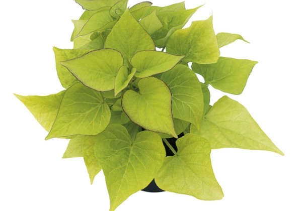 Ipomoea batatas Sweet Heart Light Green
