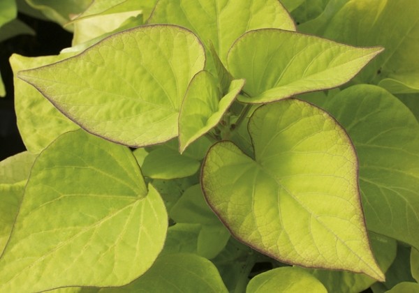 Ipomoea batatas Sweet Heart Light Green