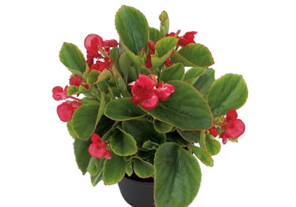 Begonia semperflorens Gumdrop Red