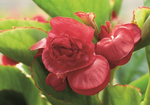 Begonia semperflorens Gumdrop Red