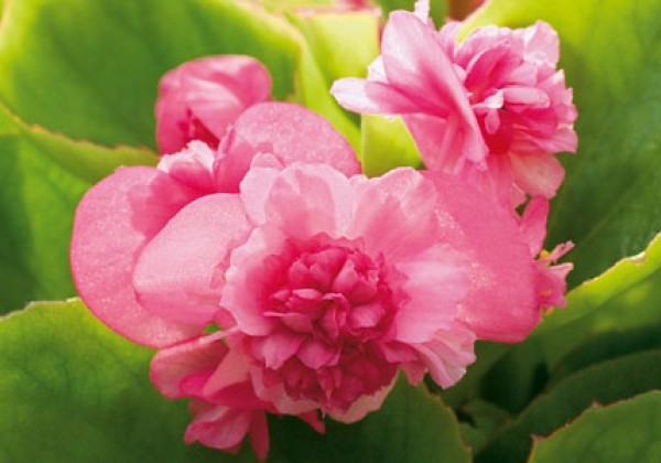 Begonia semperflorens Gumdrop Pink