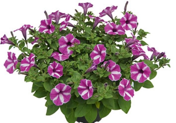 Petunia atkinsiana Vista Raspberry Star