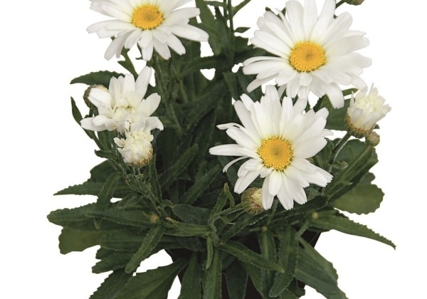 Leucanthemum superbum Daisy May