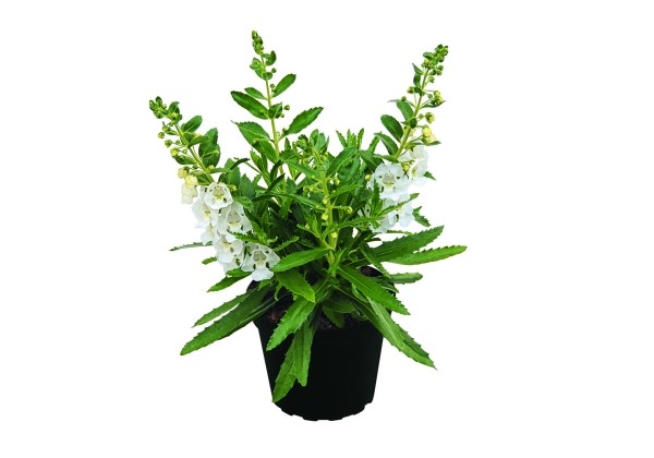 Angelonia gardneri Angelface Carrara