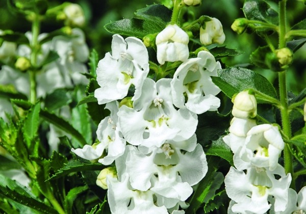 Angelonia gardneri Angelface Carrara