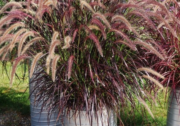 Pennisetum advena Rubrum