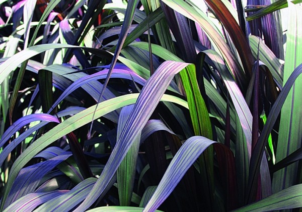 Pennisetum advena Vertigo