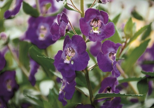 Angelonia gardneri Angelface Blue Imp