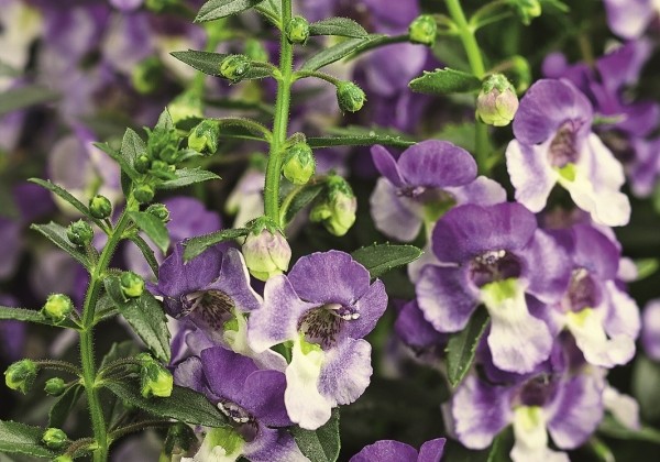 Angelonia gardneri Angelface Wedgewood Blue
