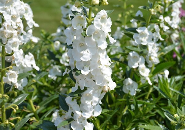 Angelonia gardneri AngelfaceWhite Imp