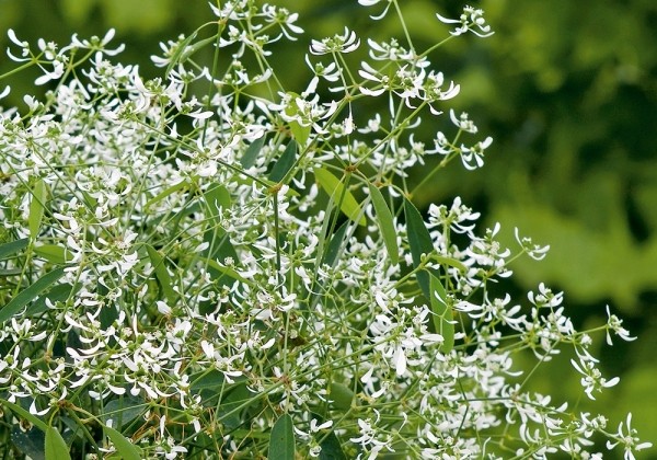 Chamaesyce hypericifolia Diamond Frost