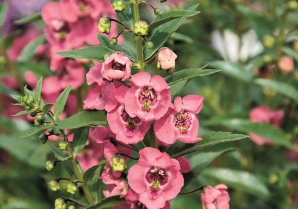 Angelonia gardneri Angelface Pink Imp