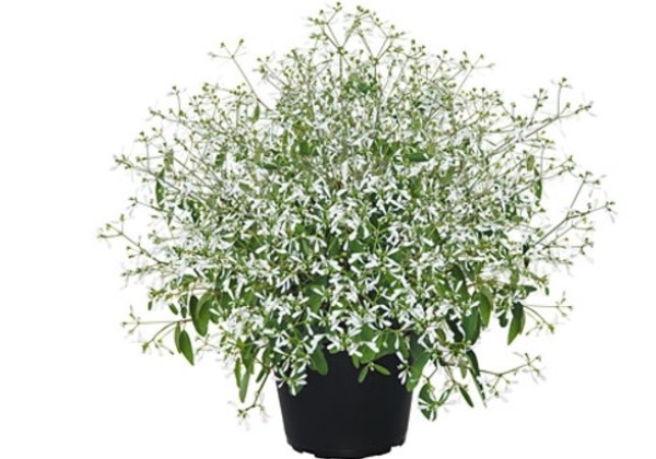 Chamaesyce hypericifolia Diamond Ice