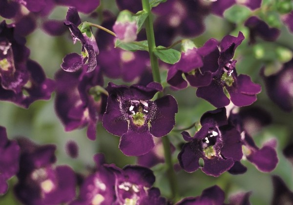 Angelonia gardneri Angelface Dark Violet