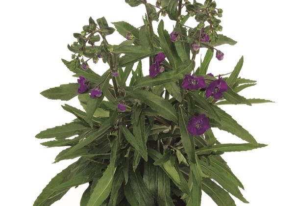 Angelonia gardneri Angelface Dark Violet