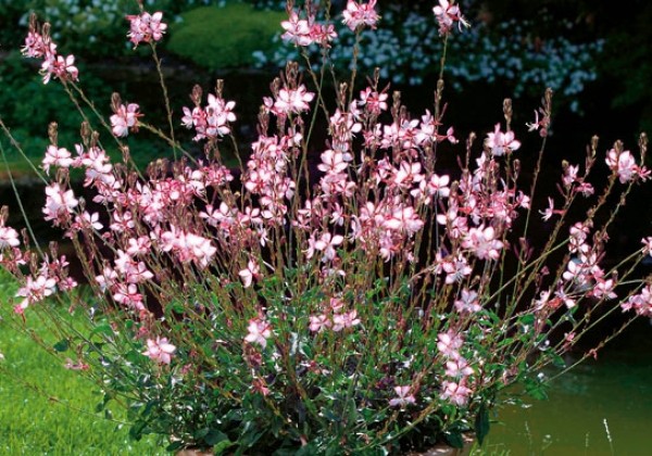 Gaura lindheimeri Rosyjane