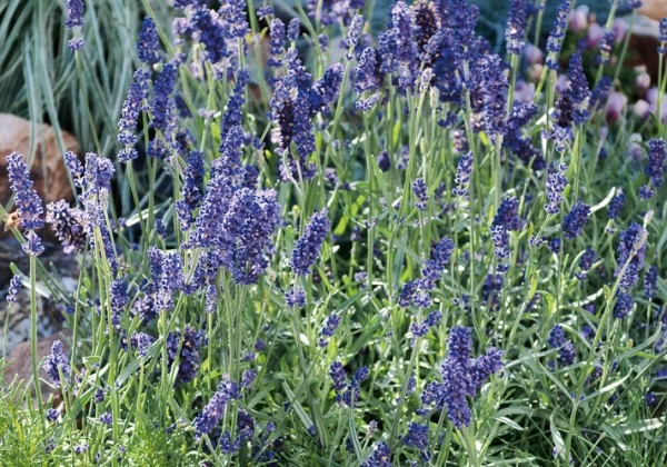 Lavandula angustifolia Oxford Gem