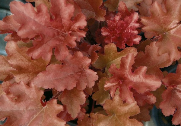 Heuchera hybrida Red Fury