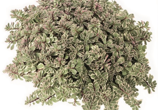 Sedum spurium Tricolor