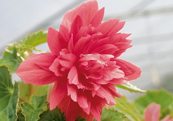 Begonia tuberhybrida Belleconia Rose