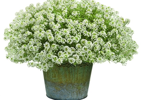 Lobularia maritima Primavera Princess