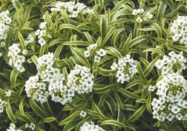 Lobularia maritima Primavera Princess