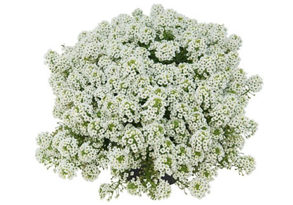 Lobularia maritima Snow White