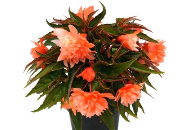 Begonia tuberhybrida Belleconia Salmon