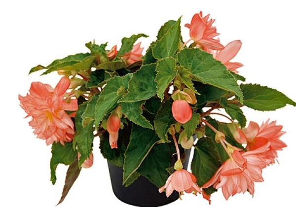 Begonia tuberhybrida Belleconia Soft Orange