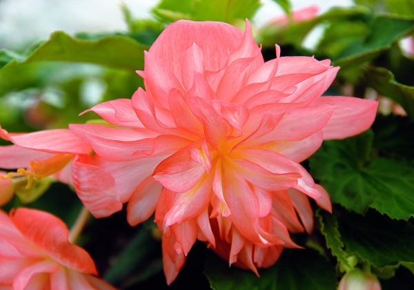 Begonia tuberhybrida Belleconia Soft Orange