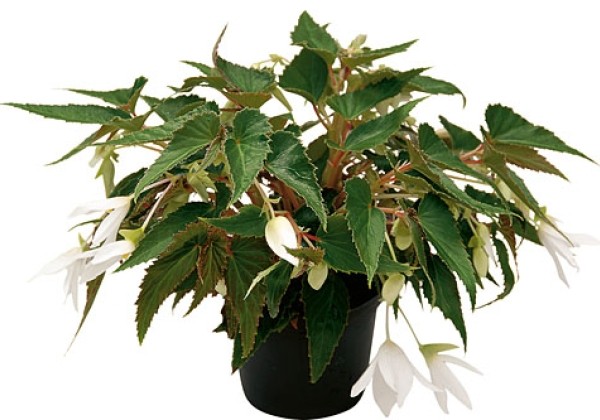 Begonia hybrida Summerwings White