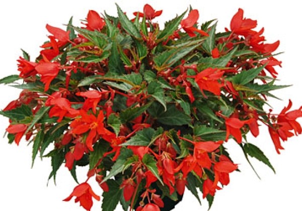 Begonia hybrida Summerwings Coral Elegance