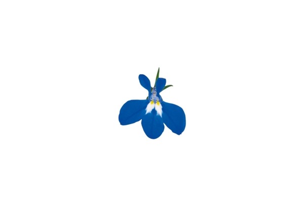 Lobelia erinus Lobelix Blue