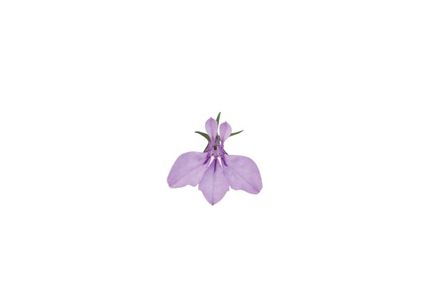Lobelia erinus Lobelix Lilac