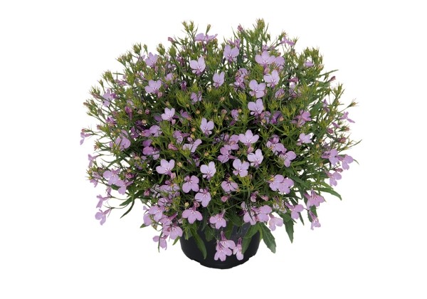 Lobelia erinus Lobelix Lilac