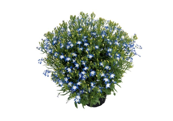 Lobelia erinus Lobelix Blue White Eye