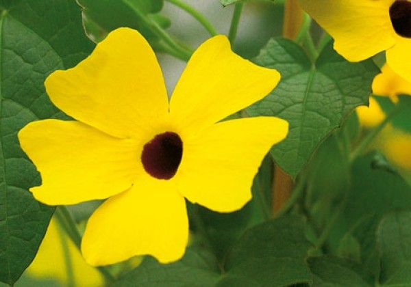 Thunbergia Yellow