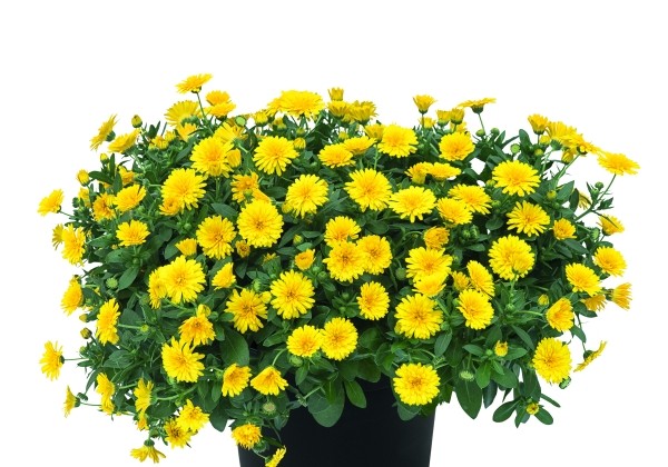 Calendula Powerdaisy Sunny