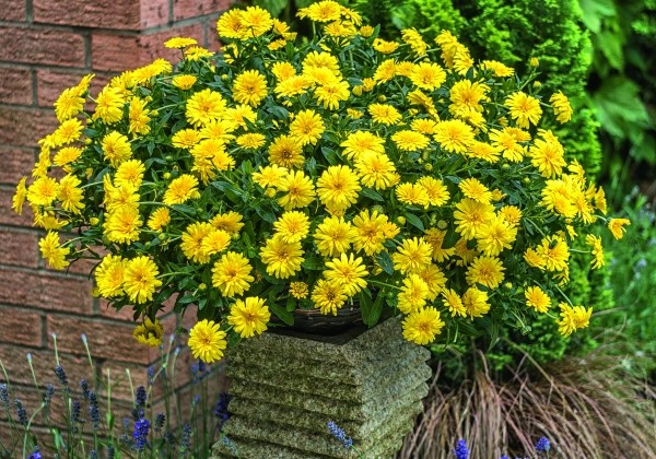 Calendula Powerdaisy Sunny