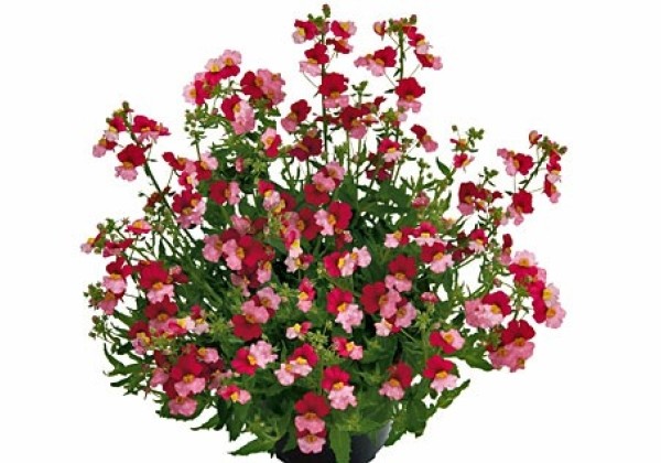 Nemesia fruticans Sunsatia Plus Berry Delight
